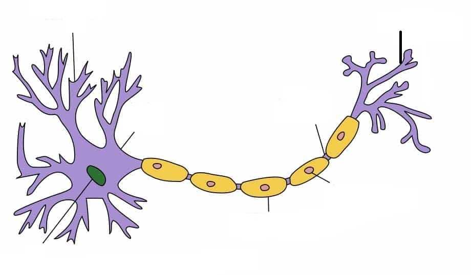 Animal Cell